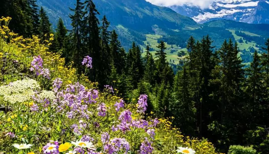 Just Schweiz Landschaft