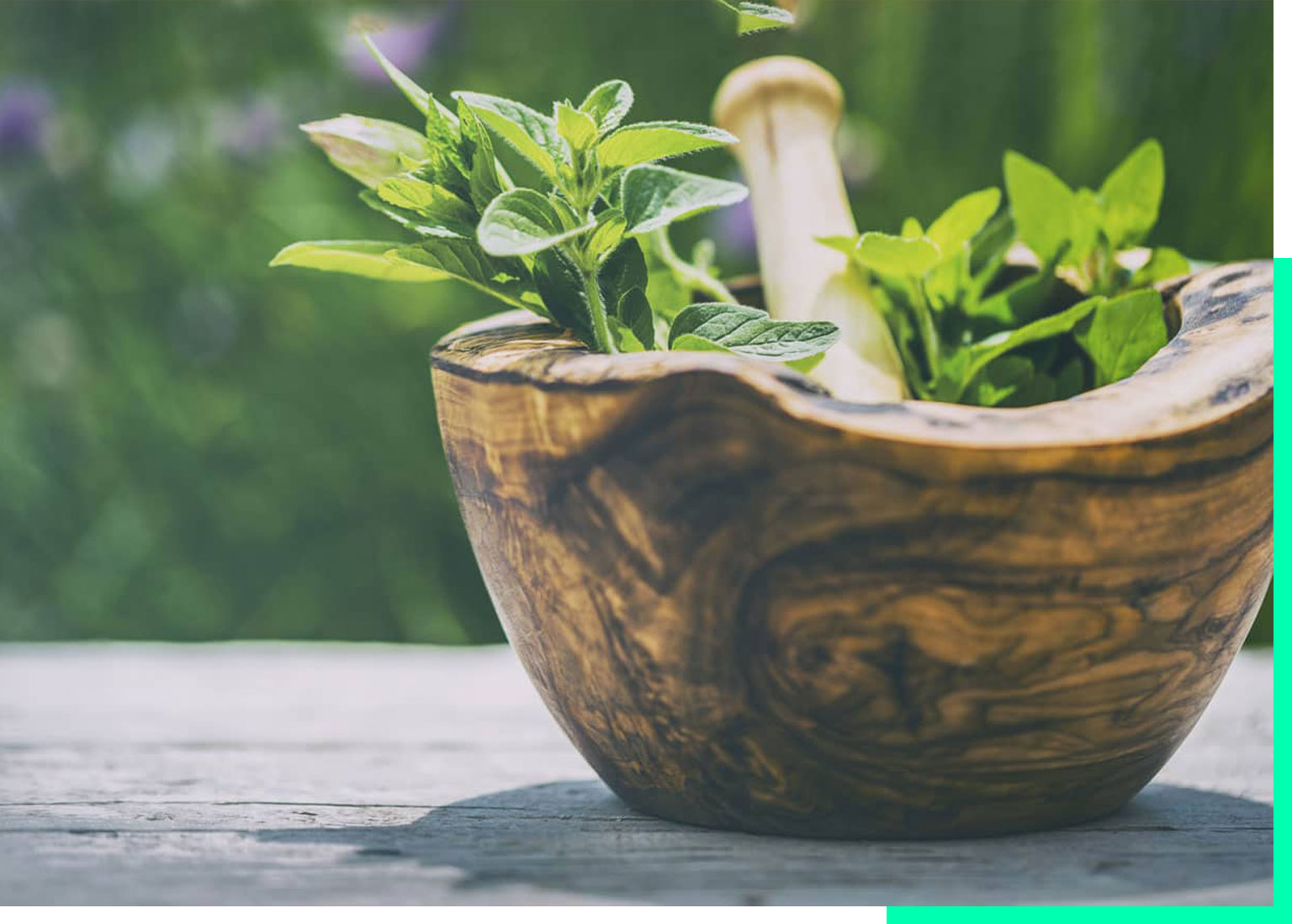 Saner Apotheke Kräuter