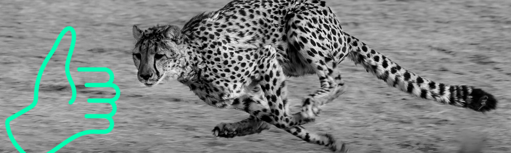 Cheetah - Social Media Performance