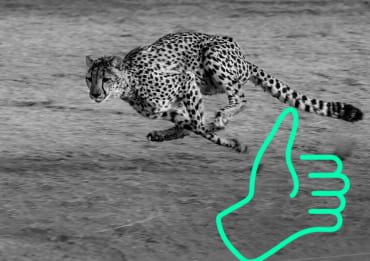 Social Media Peformance Blog - Cheetah running