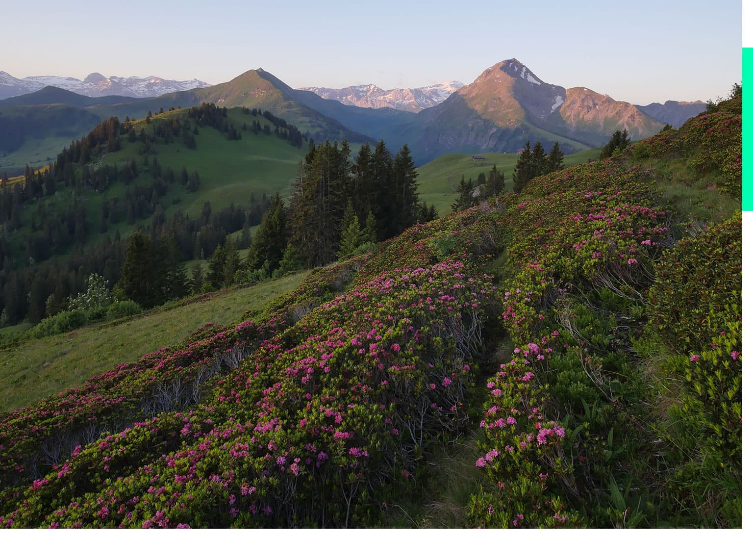 Just Swiss Web Development Case