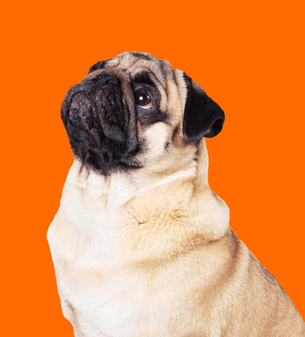 Lipo Hund