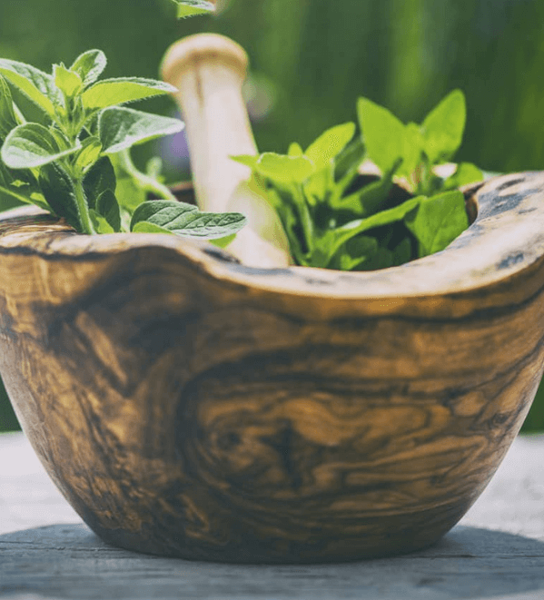 Saner Schüssel mit Pflanzen