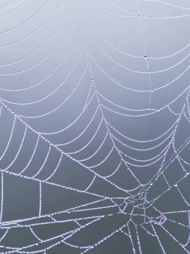 Spider's web as a symbol for internal and external links