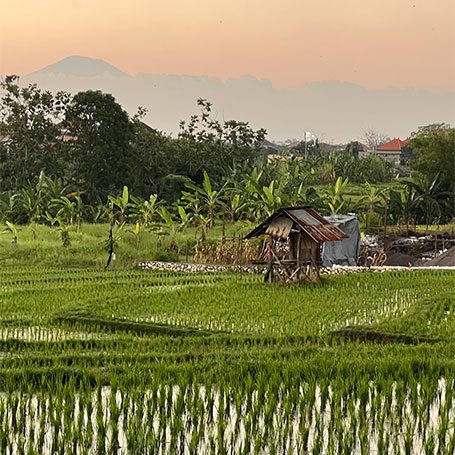 Reisfeld in Bali